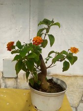 Bonsai lantana usato  Trani