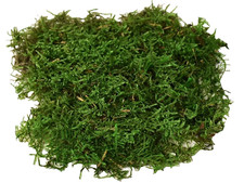 Large live carpet for sale  FLEET