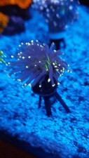 coral for sale coral for sale BILLINGSHURST