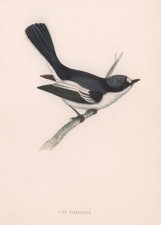 Pied flycatcher. morris for sale  LONDON