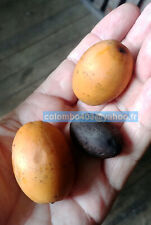 Sprouted seed syagrus usato  Spedire a Italy