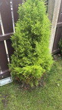 Conifer hedging plants for sale  LIMAVADY