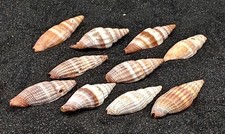 Nay nay shells for sale  REDRUTH