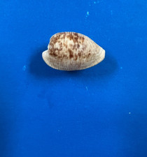 Cypraea capensis dark for sale  Lewes