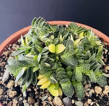 Gasteria glomerata variegata d'occasion Gasteria glomerata variegata d'occasion  Aire-sur-l'Adour