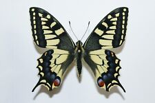 Abbrazione castani papilio usato  Ragusa