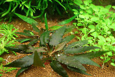 Cryptocoryne beckettii touffe d'occasion  Krautergersheim