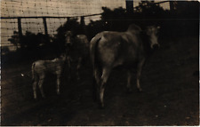 Brahman cows calf for sale  Seattle