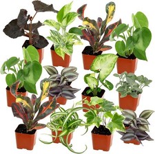 Easy grow houseplants for sale  USA
