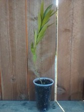 White oleander live for sale  Selma