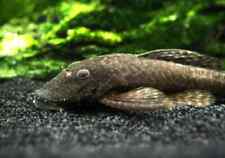 Bristlenose pleco plecostomus for sale  North Port