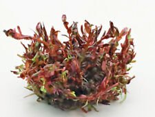 Blutrote rotala rotala gebraucht kaufen  Edewecht