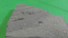 Larva fossile libellula usato  Napoli