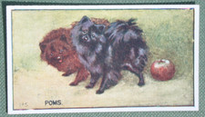 Pomeranian vintage 1924 for sale  DERBY