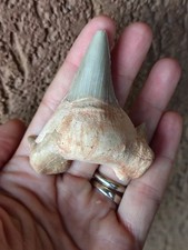 Fossili grande dente usato  Pontedera