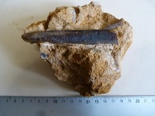 Rostre belemnite toarcien d'occasion  Saint-Aubin-sur-Mer
