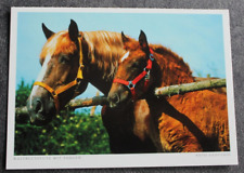 Postkarte kaltblut pferd gebraucht kaufen  Limburg a. d. Lahn