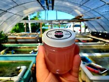 8oz live coralline for sale  Marathon