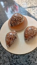 Tiger cowrie cyprea for sale  ASHBOURNE