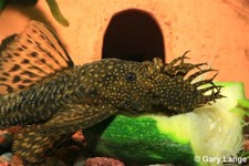 Bristlenose pleco bushynose for sale  Copperas Cove