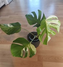 Monstera borsigiana albo gebraucht kaufen  Ludwigshafen am Rhein