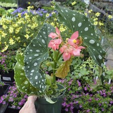 Begonia flamingo queen for sale  Winter