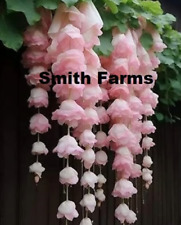 Seeds light pink for sale  Spring City