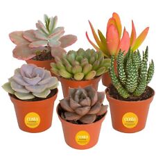 Costa farms succulents for sale  Tampa