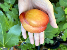 Cuttings european plum for sale  Redmond