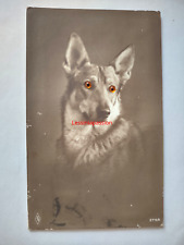 Cane pastore tedesco usato  Verona