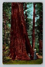 Muir woods california for sale  USA