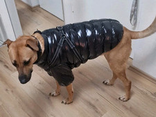 Winterhundemantel wasserdicht  gebraucht kaufen  Nürnberg