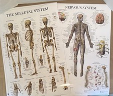 Human anatomy posters for sale  Marietta