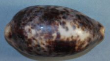 Cypraea testudinaria 107.60mm for sale  Carlsbad