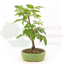 Bonsai hainbuche carpinus gebraucht kaufen  Halle