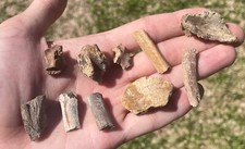 vertebrae for sale vertebrae for sale Coppell
