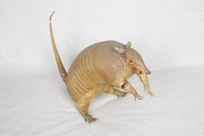 Large banded armadillo for sale  MACCLESFIELD