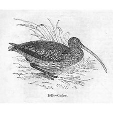 Birds curlew antique for sale  GLASGOW