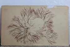 tree branches for sale  Wilmington