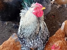 10x bruteier brahma gebraucht kaufen  Erkner