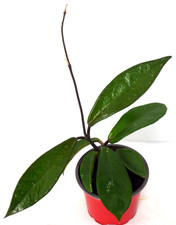 Hoya porzellanblume wachsblume gebraucht kaufen  Gronau