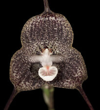 orchid species for sale  Santa Rosa