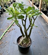Color grafted adenium for sale  Houston