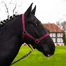 Cavezza per cavallo usato  Roma