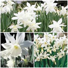 Thalia narcissus flower for sale  CANTERBURY