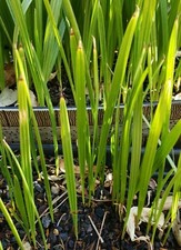 Canary island date for sale  North Las Vegas