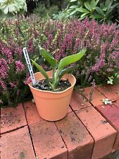 Strelitzia plant nicolai for sale  WADHURST