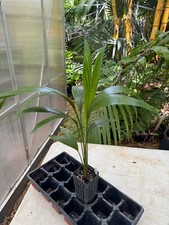 Satakentia liukiuensis palm for sale  Port Saint Lucie