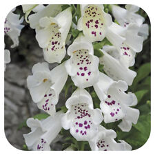 Foxglove digitalis dalmatian for sale  LINCOLN