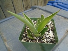 Agave angustifolia cactus for sale  Valley Center